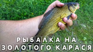 Рыбалка на золотого карася на поплавочную удочку с берега видео