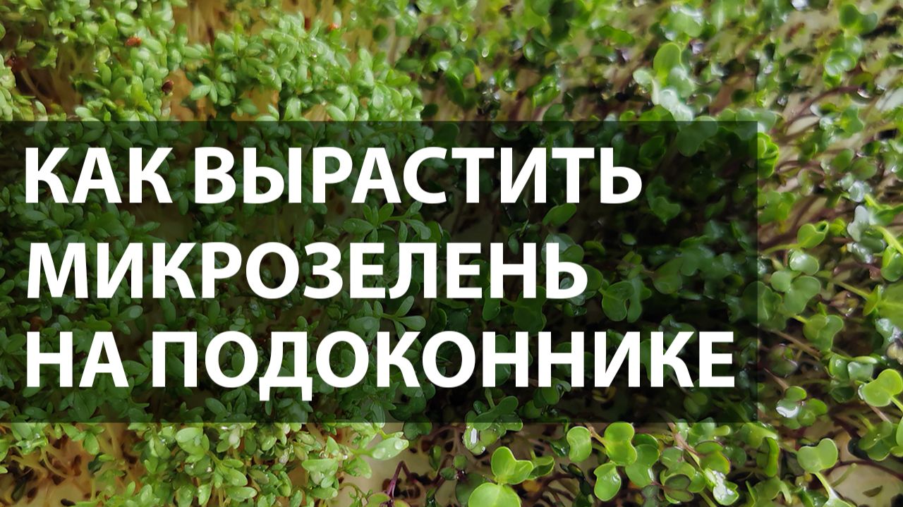 Микрозелень дома: от посева до урожая за неделю | Простой способ на подоконнике смотреть онлайн