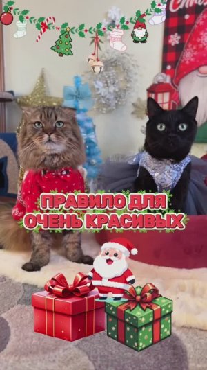 Правило для очень красивых!😻 #котики #юмор #кошки