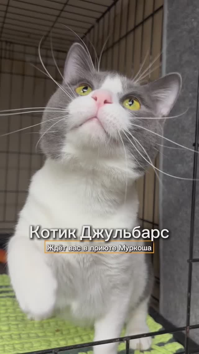 Джульбарс ждёт вас в приюте #Муркоша смотреть онлайн