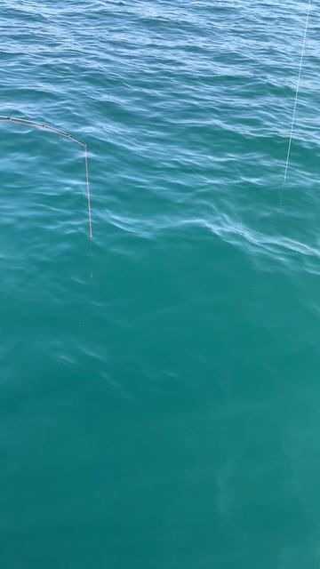 Гудвин ловит спикару в Сириусе. смотреть онлайн