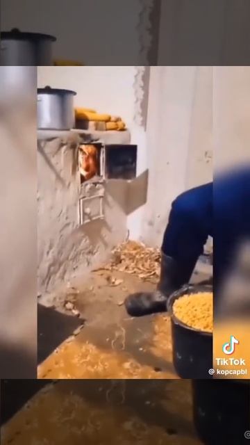 котик псих смотреть онлайн