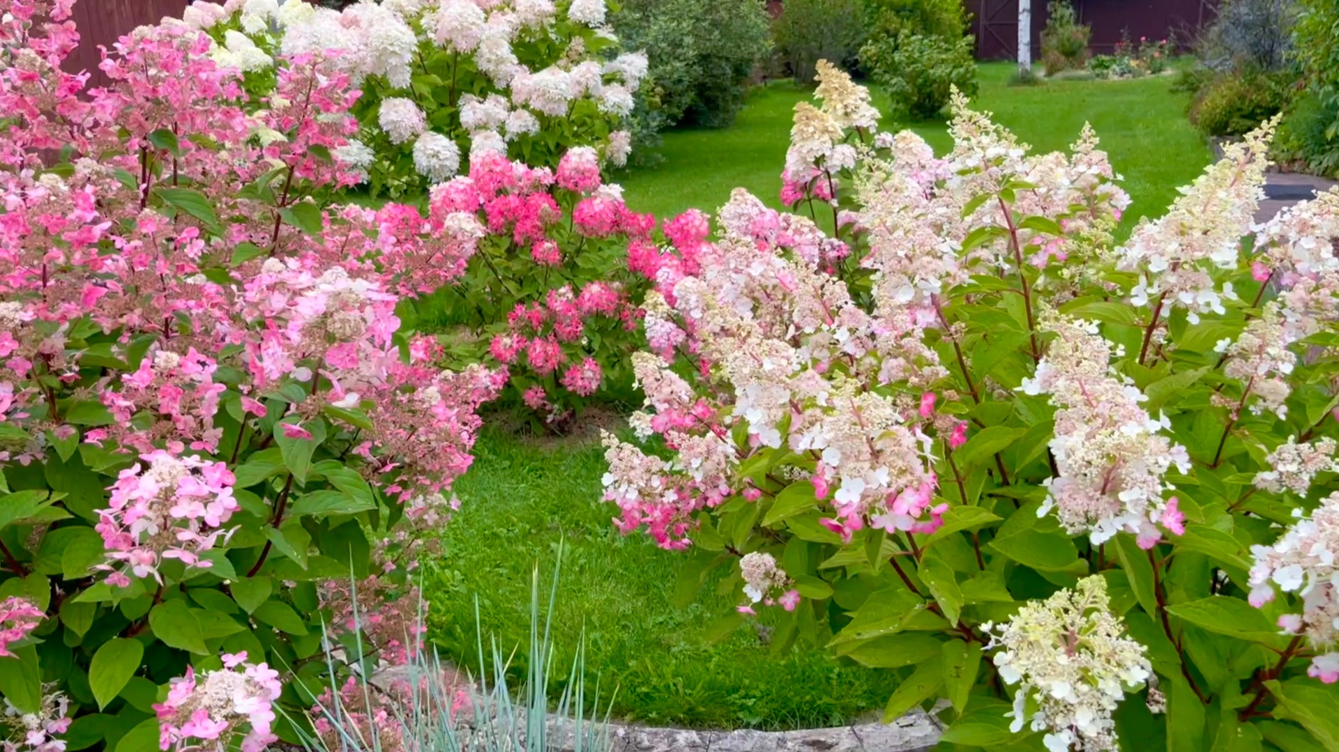 Прогулка по саду в начале августа. смотреть онлайн