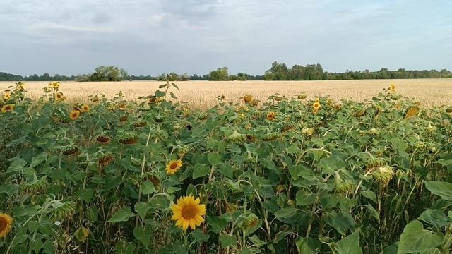 Всеисцеляющая Матрица Петра Петровича Гаряева, слушай и исцеляйся. смотреть онлайн