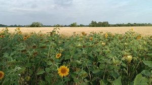 Всеисцеляющая Матрица Петра Петровича Гаряева, слушай и исцеляйся.