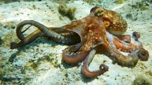 Осьминог в Красном море