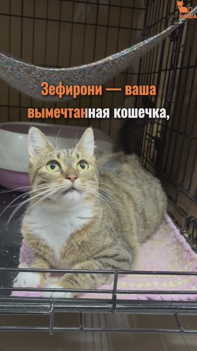 Зефирони ждёт вас в приюте #Муркоша смотреть онлайн