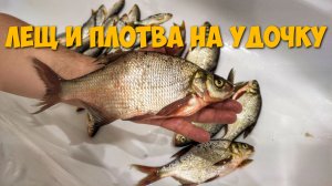 Ловля леща и плотвы на удочку с берега в Подмосковье на что ловить леща весной