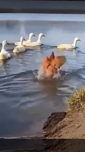 Не за теми я пошла