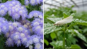 Сею эти цветы каждый год и избавляюсь от белокрылки в саду и в теплице
