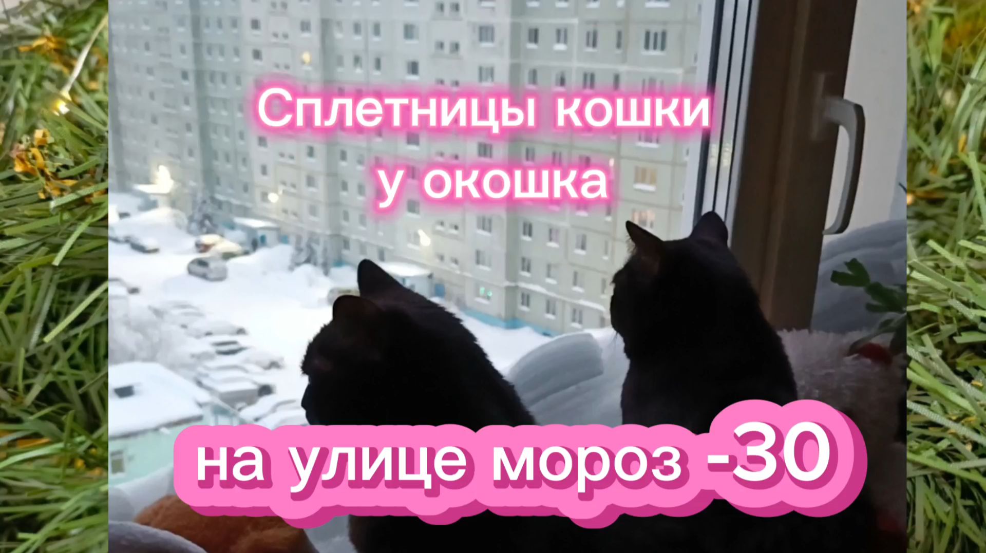 Кошки с Озвучкой! Сплетницы кошки у окошка. смотреть онлайн