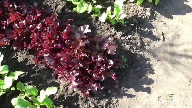 Салат КРАСНАЯ ЧАША смотреть онлайн