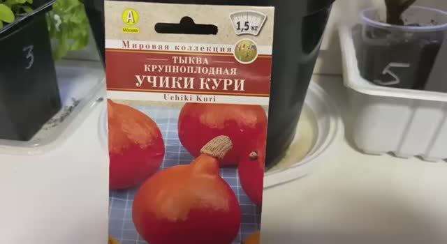 Учики кури, самая вкусная тыква в мире! смотреть онлайн