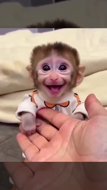 веселенькая такая