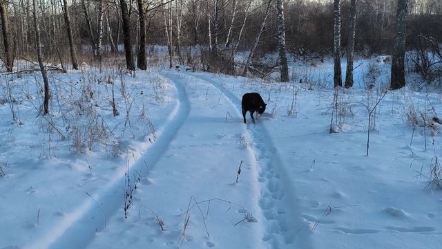 Канадский волк - гибрид охотится. Декабрь. Солнечно. смотреть онлайн