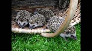 veo-3-audio_b_Сделай_видео._Первый