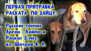ПЕРВАЯ ПРИТРАВКА РАСКАТА  ПО ЗАЙЦУ.  Русские гончие Аргон , Лайма и Раскат 5 мес.  вл. Шатров В. А.