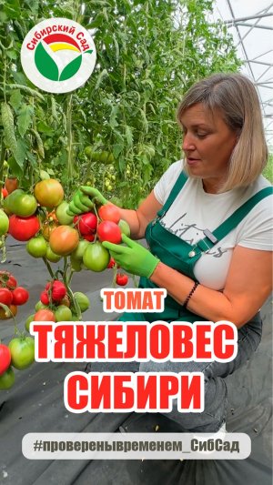 Томат Тяжеловес Сибири