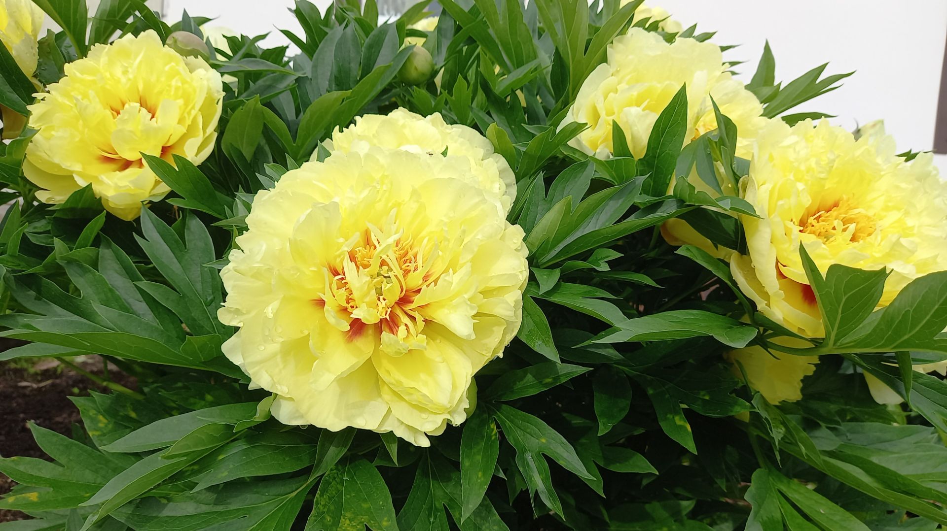 ПИОН БАРТЗЕЛЛА смотреть онлайн