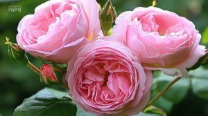 САДЫ БРИТАНИИ ОЧАРОВАТЕЛЬНЫЙ РОЗОВЫЙ САД КОТТЕДЖА