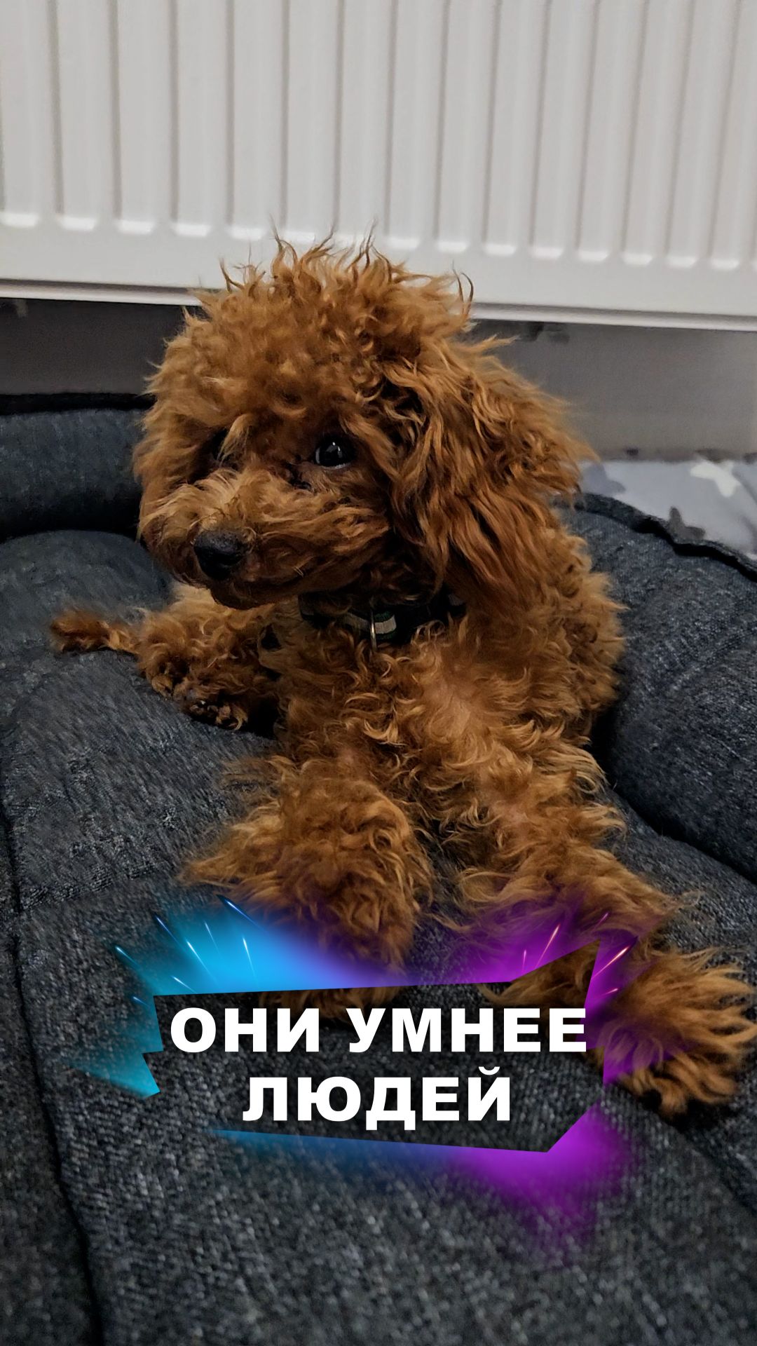 Вот он, пытливый ум! #животные смотреть онлайн
