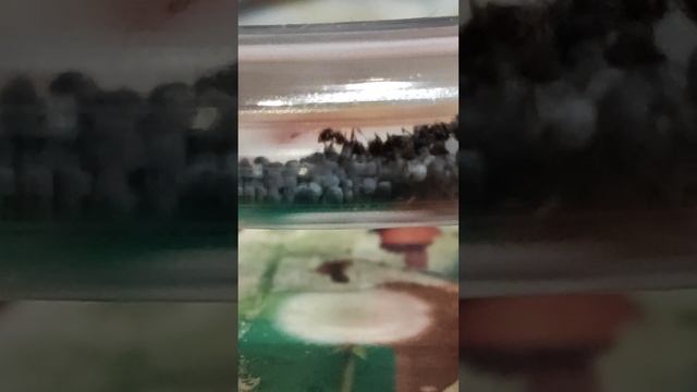 Муравьиная ферма