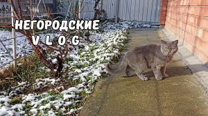 Кошка Соня в шоке. 16.12.25