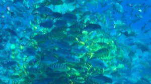 «Рыбье торнадо» в океанариуме Atlantis в Санье (Tornado Fish Feeding)