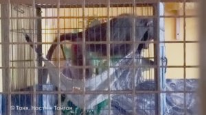 Николь кричит и плачет, а Джульетта... Бросила малышку и не подходит! Не всем дано быть матерью!