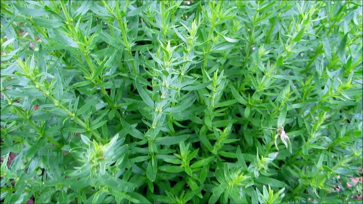 Иссоп смотреть онлайн