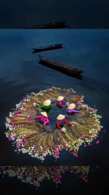 Вьетнам -традиция сбора лилий. смотреть онлайн