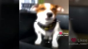 собака Эдит