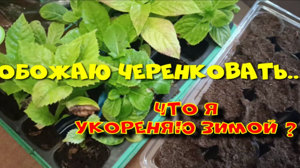 ОБОЖАЮ ЧЕРЕНКОВАТЬ. смотреть онлайн