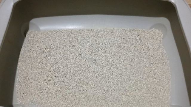 Как убрать запах кошачьей мочи в квартире