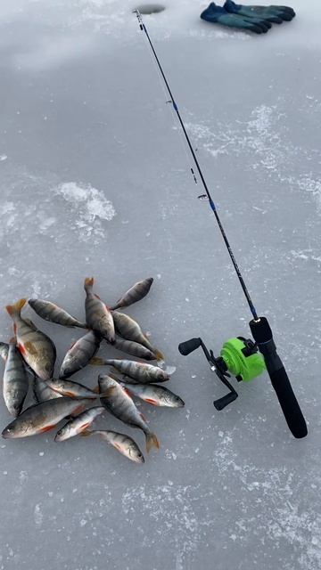 Ставь лайк 👍!#рыбалка #fishing #карась #фидер #fisherman #лещ #spinning #crucian #carp смотреть онлайн