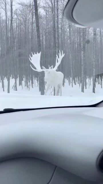 В Канаде засняли редчайшего белого лося