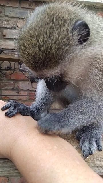 ASMR Skin Doctor Baby Monkey | ASMR - Груминг