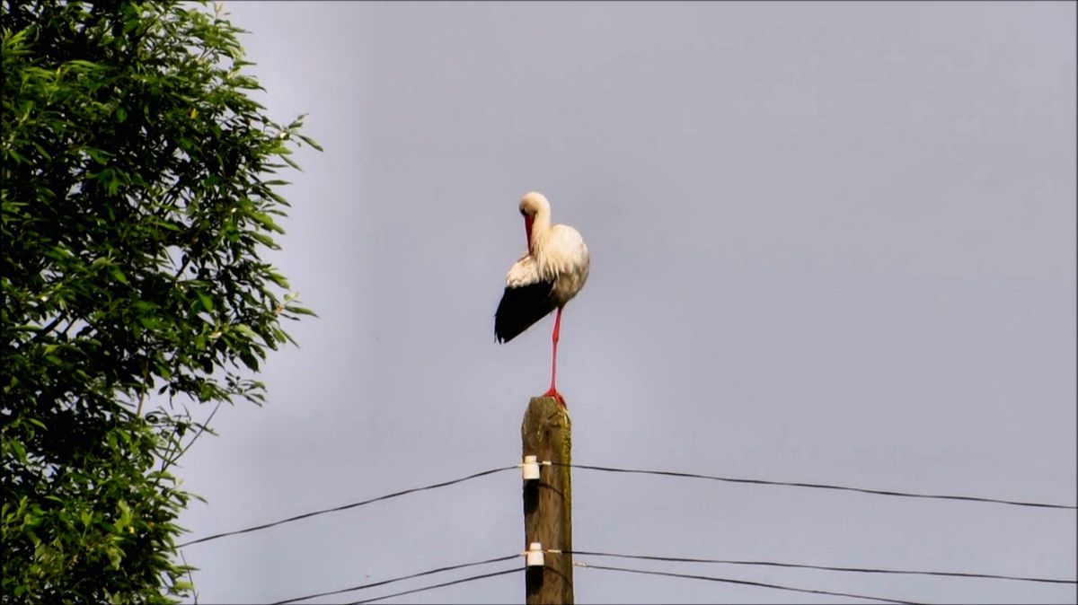 Высоко сижу, далеко гляжу смотреть онлайн