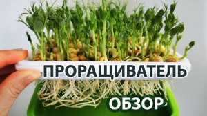 Проращиватели для микрозелени: ПОЛНЫЙ обзор 8 видов | Какой выбрать для дома