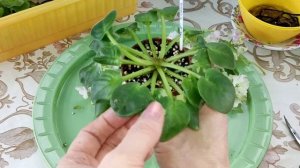 Переукоренение фиалки. Мастер класс от Алисы 💖