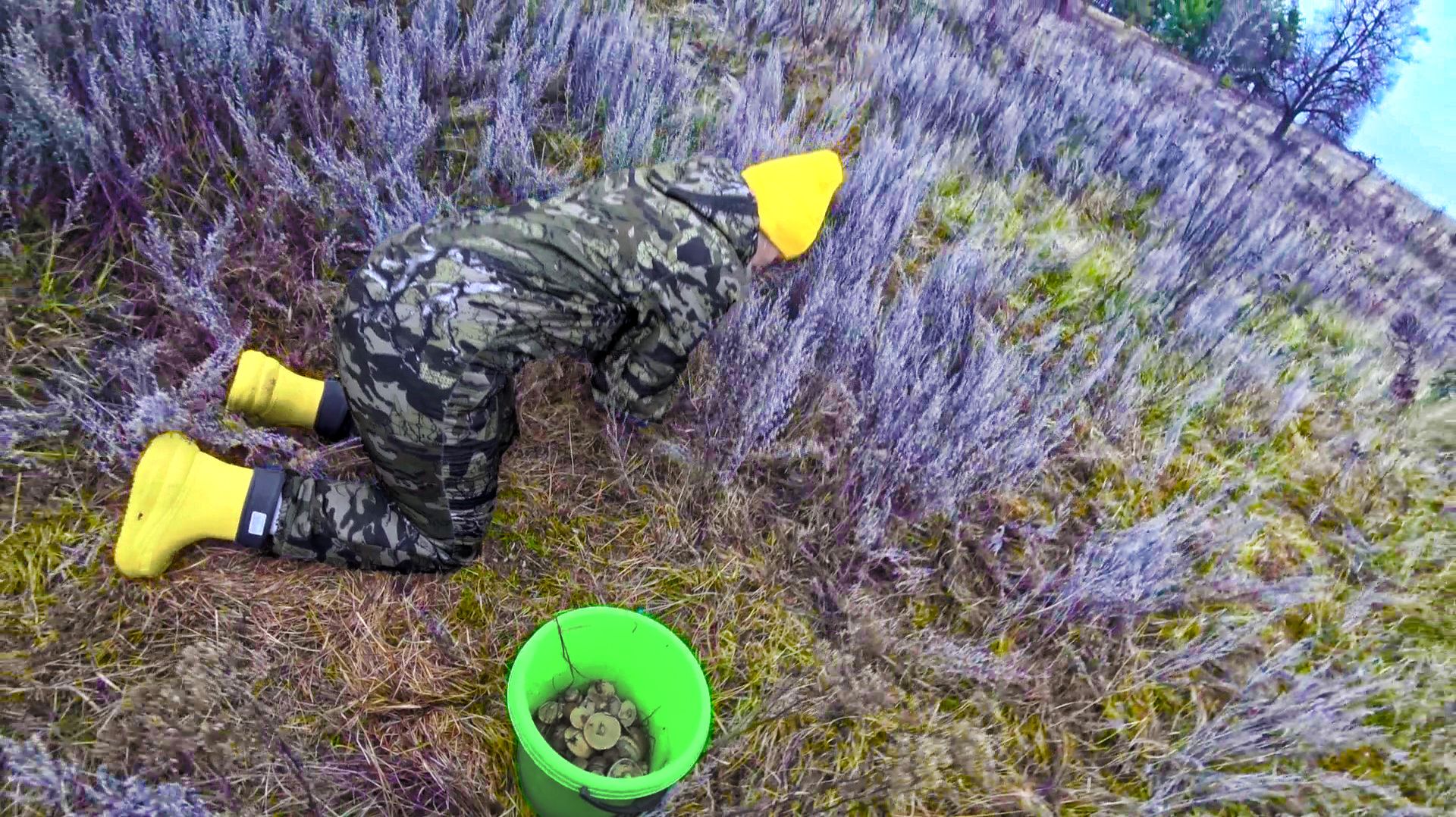 КАК УВИДЕЛИ ИХ БОЛЬШЕ НЕ ВСТАВАЛИ Сбор грибов 2025