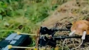 Грибы музыканты