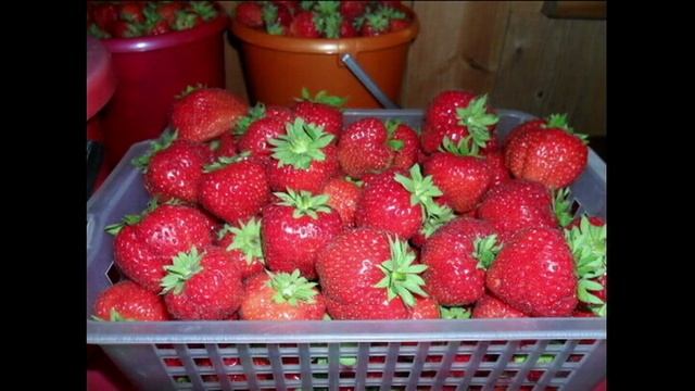 Клубника с мая по октябрь фото смотреть онлайн