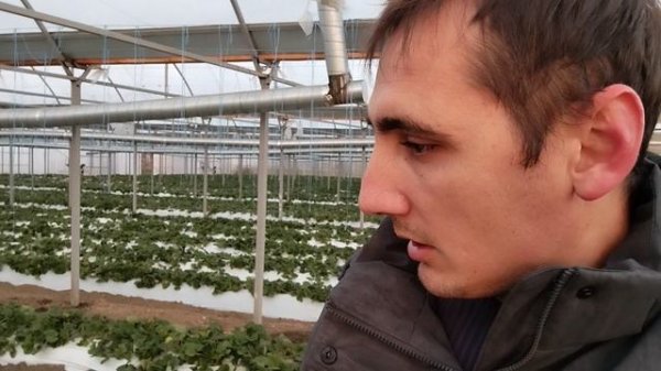 Агроном клубничник на объекте по агросопровождению