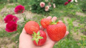 Клубничное настроение. Ремонтантные сладкие сорта. Обзор заказа на 2026 год.