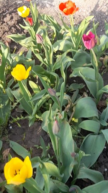 Селекционные тюльпаны Дарвина. смотреть онлайн