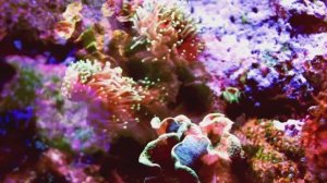 Морская гармония: 2,5-минутное погружение для релакса • Подводный мир