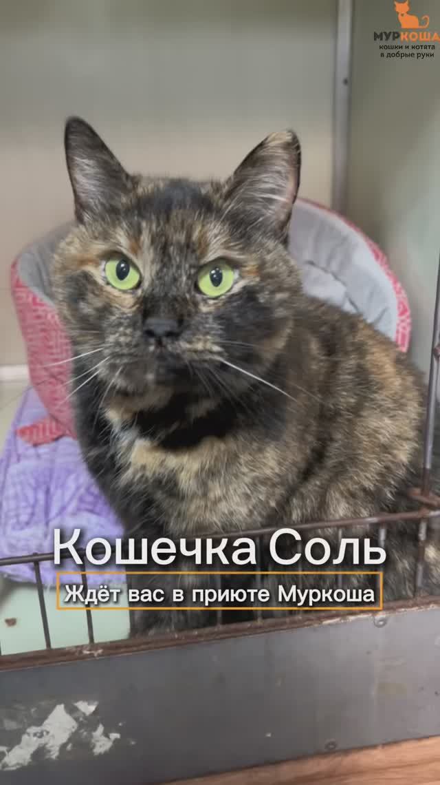 Соль ждёт вас в приюте #Муркоша смотреть онлайн