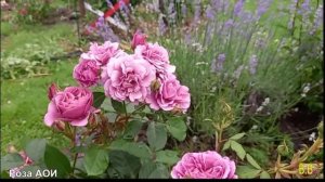 Японская роза "АОИ"