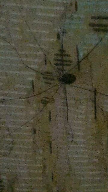 паучок коси коси ножка